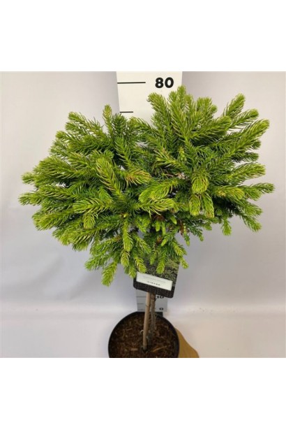 Висота криптомерії Дінгер